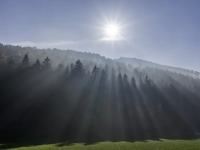 Framed Print : Fog and sun rays, spruce forest