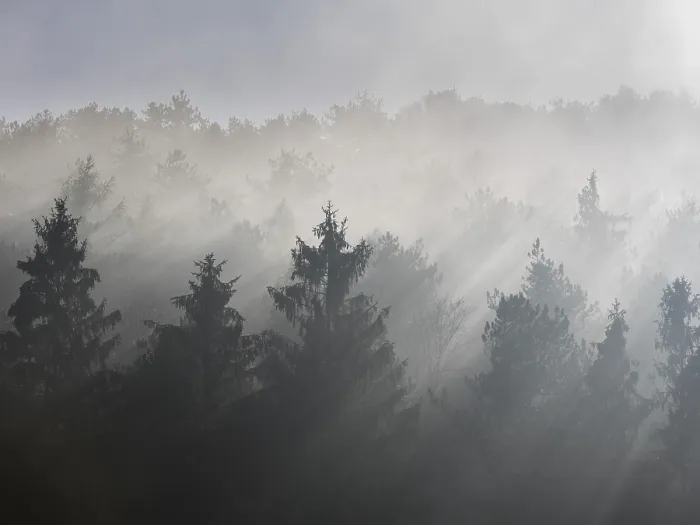 Framed Print : Fog and sun rays, spruce forest Framed Print : Fog and sun rays, spruce forest