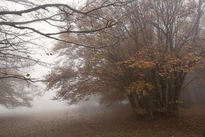 Framed Print : Fog and wind in the beech forest on Mount San Vicino in an autumn morning Framed Print : Fog and wind in the beech forest on Mount San Vicino in an autumn morning