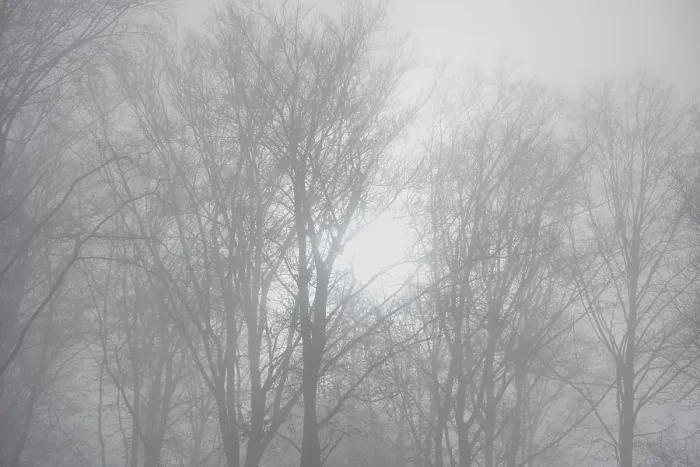 Framed Print : Fog in the winter forest Framed Print : Fog in the winter forest