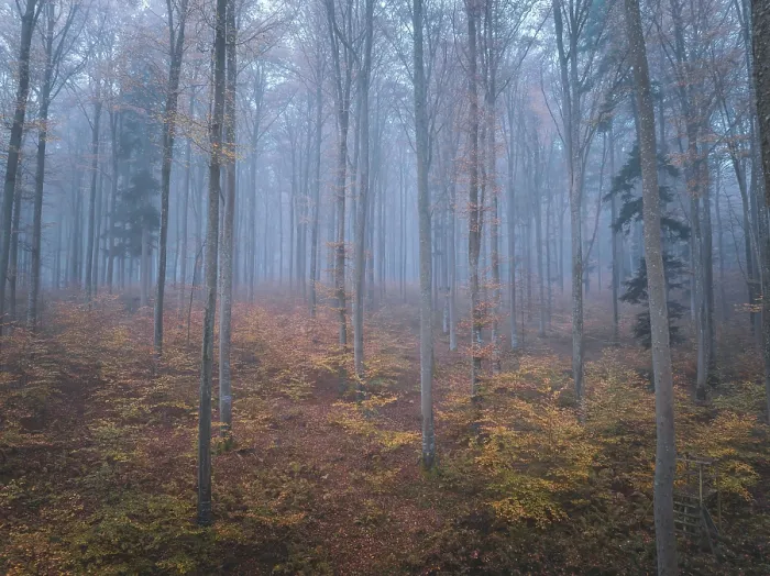 Framed Print : Foggy autumn forest with tall bare trees and orange leaves on the ground Framed Print : Foggy autumn forest with tall bare trees and orange leaves on the ground