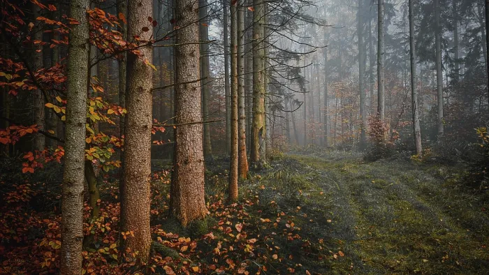 Framed Print : A foggy autumn forest with tall trees and orange foliage that exudes a calm and mystical atmosphere Framed Print : A foggy autumn forest with tall trees and orange foliage that exudes a calm and mystical atmosphere