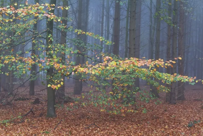 Framed Print : Foggy colorful beech forest in autmn