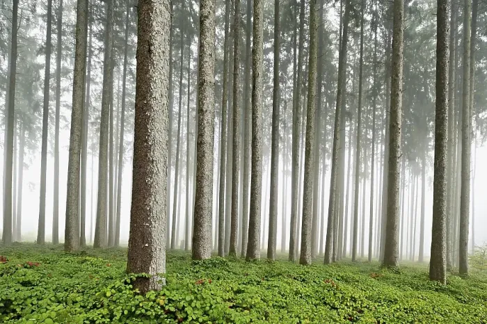 Framed Print : Foggy coniferous forest, Horben Framed Print : Foggy coniferous forest, Horben