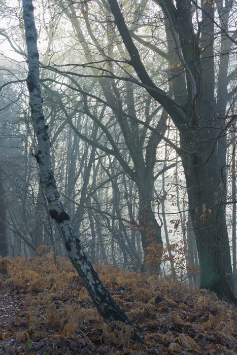 Framed Print : Foggy, cool forest with cold sunlight