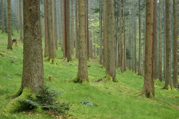 Framed Print : Foggy fir forest with moss-covered ground and natural light