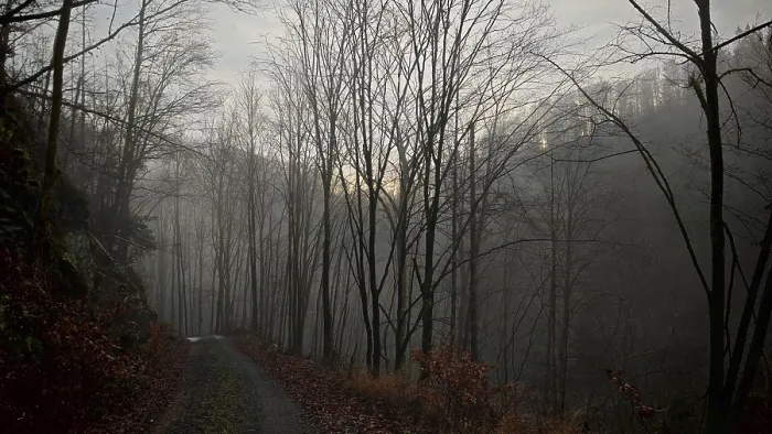 Framed Print : A foggy forest trail leads through bare autumn trees in a gloomy atmosphere