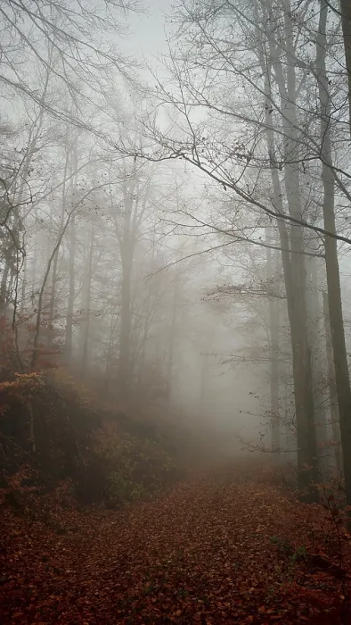 Framed Print : A foggy forest trail with thick trees and an autumnal atmosphere Framed Print : A foggy forest trail with thick trees and an autumnal atmosphere