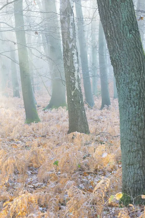 Framed Print : Foggy, frosty forest scene with trees in the soft morning light Framed Print : Foggy, frosty forest scene with trees in the soft morning light