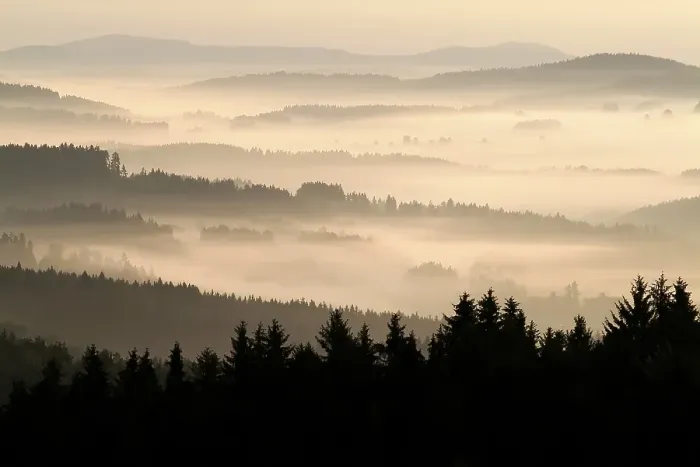 Framed Print : Foggy morning in the forest