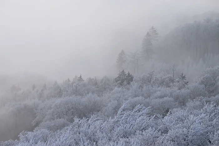 Framed Print : A foggy winter forest with snow-covered trees creates a quiet and mystical atmosphere