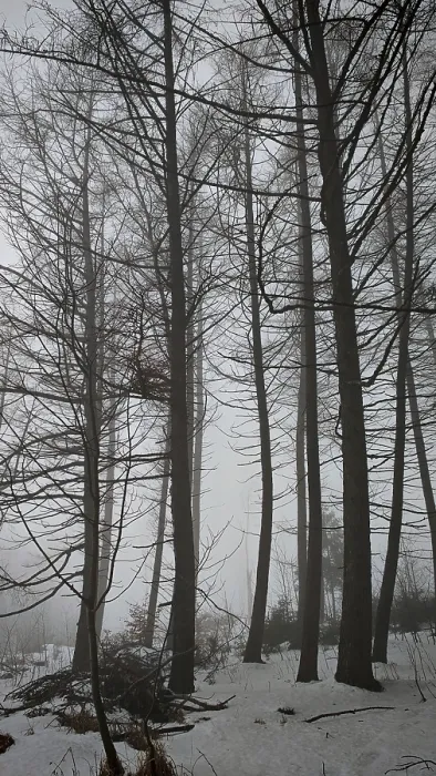 Framed Print : A foggy winter forest with tall trees and a quiet