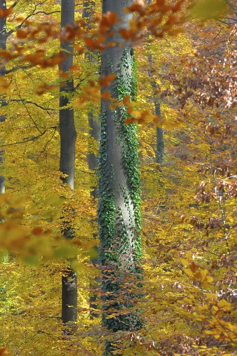 Framed Print : Foliage, forest in autumn, beech (Fagus sylvatica) tree Framed Print : Foliage, forest in autumn, beech (Fagus sylvatica) tree