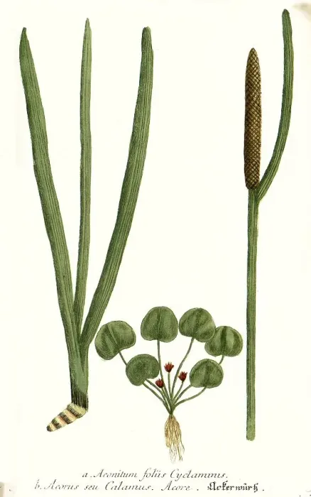 Framed Print : Foliis cyclaminis, variant of aconite (Aconitum) and Acorus calamus