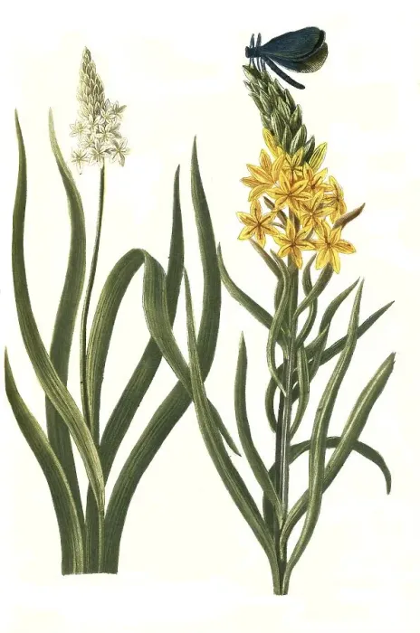 Framed Print : Folio iridis, Asphodelus luteus major