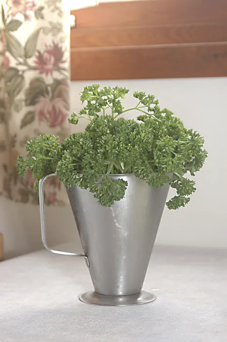 Framed Print : Food, Parsley used for garnishing Framed Print : Food, Parsley used for garnishing