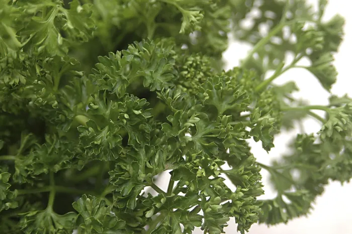 Framed Print : Food, Parsley used for garnishing, Green leaves