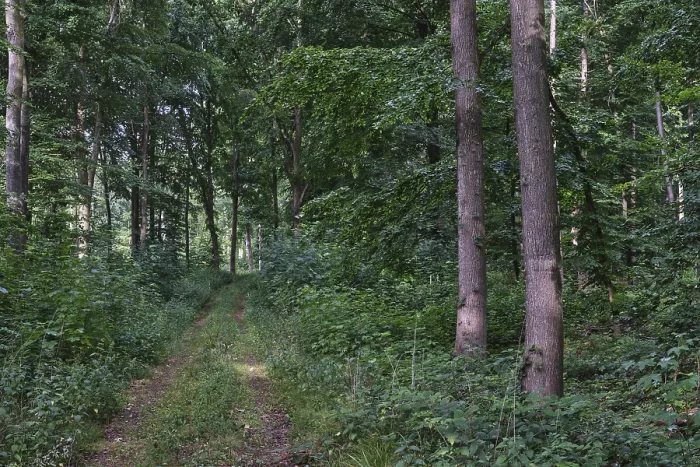 Framed Print : Footpath through a deciduous forest
