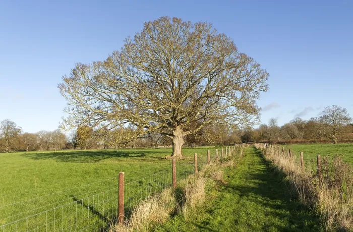 Framed Print : Footpath across field with leafless sycamore tree