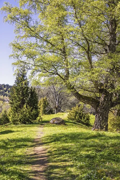Framed Print : Footpath in a forest with lush green budding trees a sunny spring day Framed Print : Footpath in a forest with lush green budding trees a sunny spring day