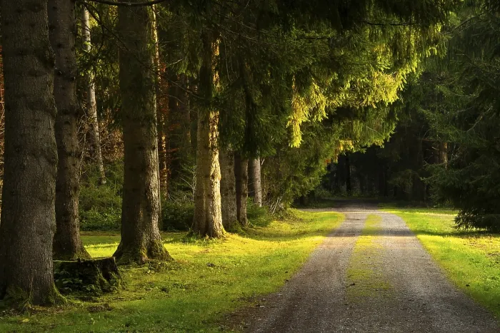 Framed Print : A footpath through a forest, similar to an avenue