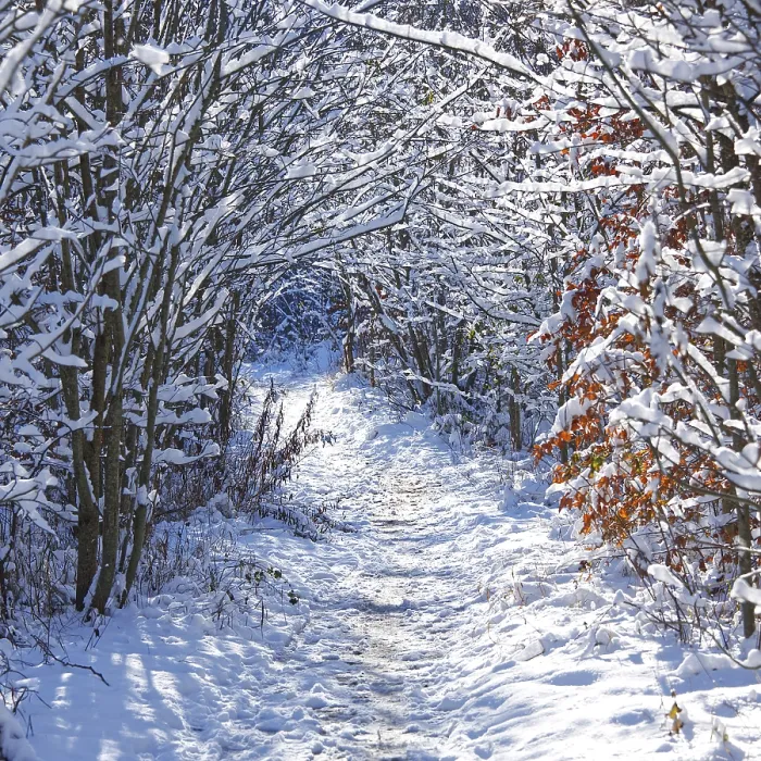 Framed Print : Footpath in the forest between the snow covered trees and tree trunks on a cold day Framed Print : Footpath in the forest between the snow covered trees and tree trunks on a cold day