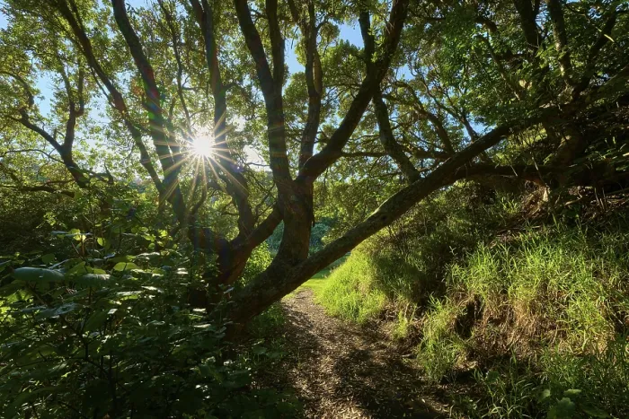 Framed Print : Footpath with sunbeams breaking through the dense canopy of a forest Framed Print : Footpath with sunbeams breaking through the dense canopy of a forest