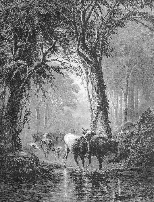 Framed Print : At a ford in forest cow herd passes river Framed Print : At a ford in forest cow herd passes river