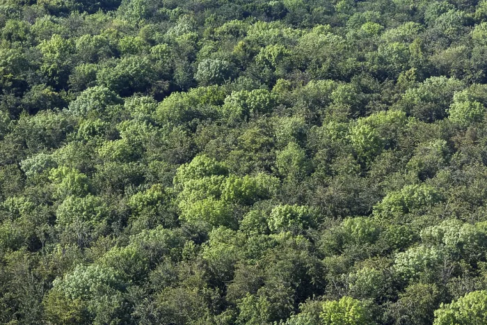 Framed Print : Forest