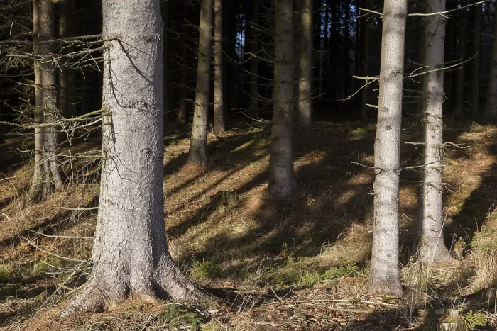 Framed Print : Forest