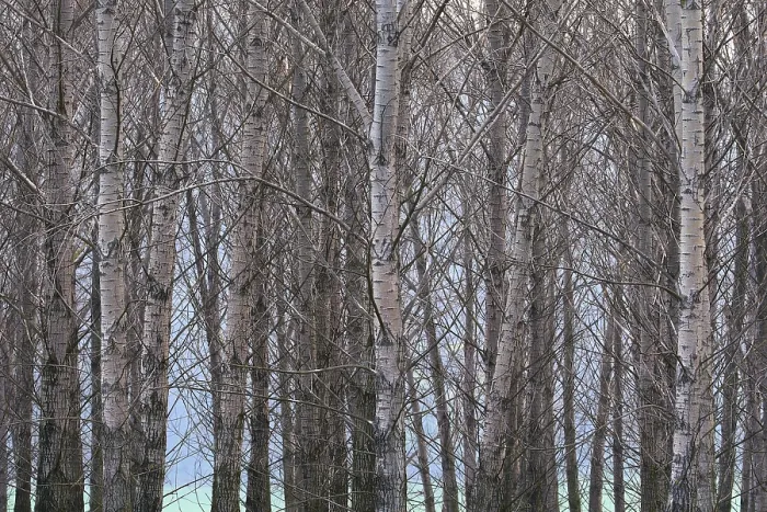 Framed Print : Forest
