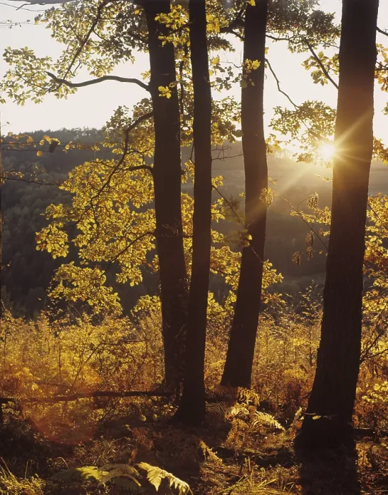 Framed Print : Forest in autumn