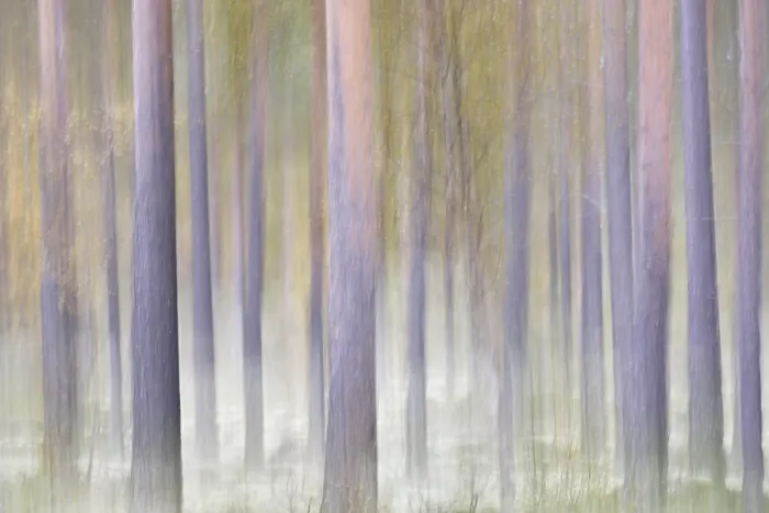 Framed Print : Forest in autumn, abstract, near Strombu