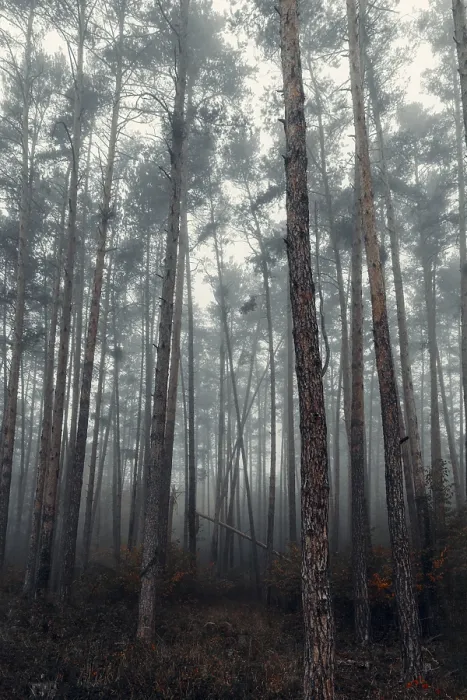 Framed Print : Forest in autumn with fog, Lower Austria Framed Print : Forest in autumn with fog, Lower Austria
