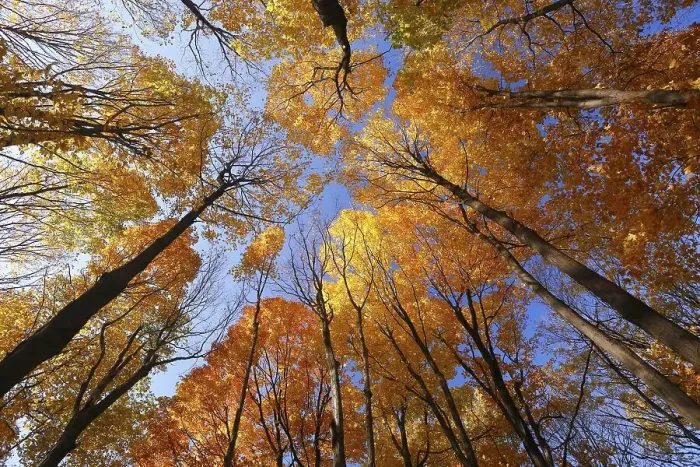 Framed Print : Forest in autumn, Province of Quebec
