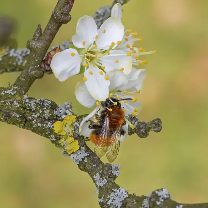Framed Print : Forest bee (Andrena fulva) Framed Print : Forest bee (Andrena fulva)