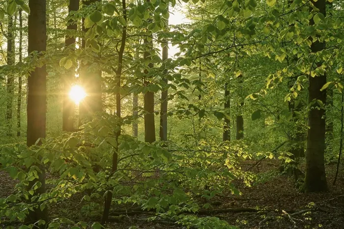 Framed Print : Forest, beech, leaves, sunrise Framed Print : Forest, beech, leaves, sunrise