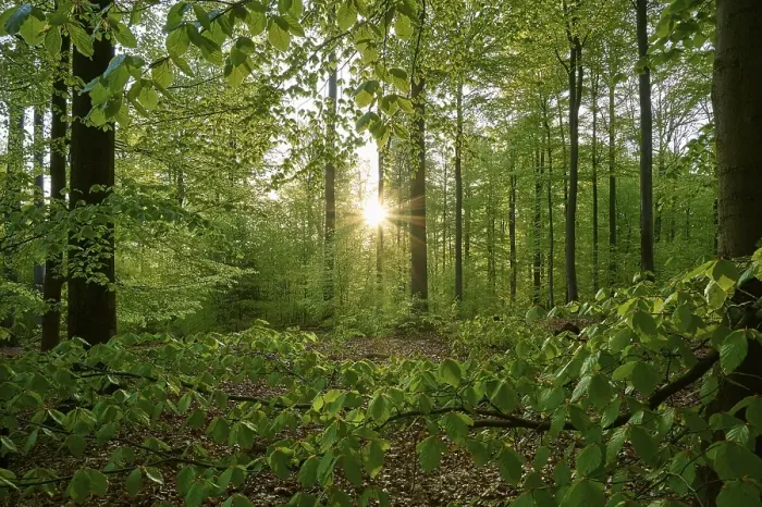 Framed Print : Forest, beech, leaves, sunrise