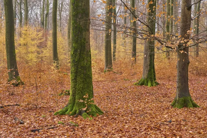 Framed Print : Forest, Beech, Morning, Autumn Framed Print : Forest, Beech, Morning, Autumn