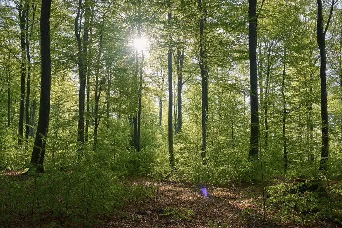 Framed Print : Forest, beech, sunrise, spring