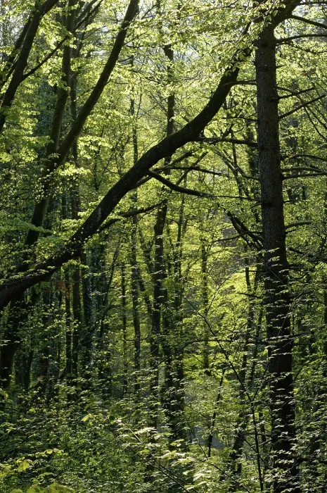 Framed Print : A forest of beech trees Fagus sylvatica in spring