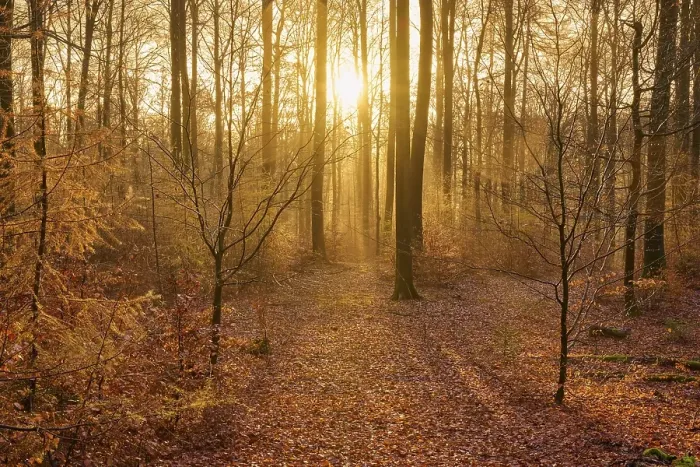 Framed Print : Forest, beeches, haze, sunrise