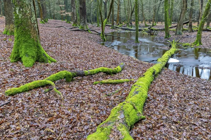 Framed Print : Forest brook in einem Mischwald