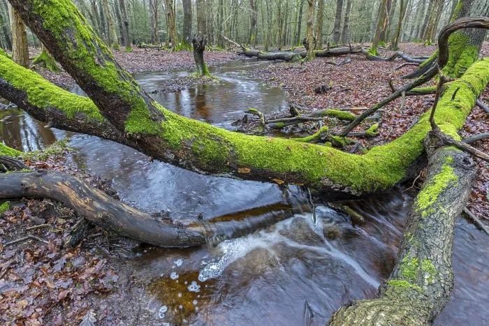 Framed Print : Forest brook in einem Mischwald Framed Print : Forest brook in einem Mischwald