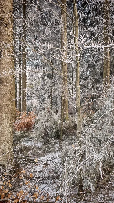 Framed Print : A forest covered with ice shows a variety of winter textures