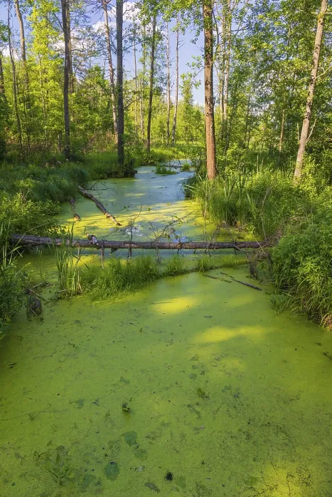 Framed Print : Forest creek in the Bia|owieża National Park in Podlaskie Voivodeship