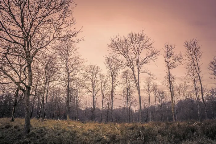 Framed Print : Forest at dawn in the autumn with trees without leaves