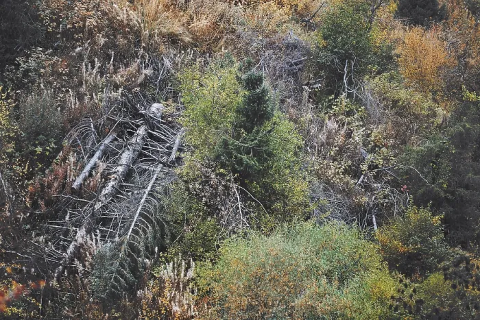 Framed Print : Forest with dead trees. Horizontal photo