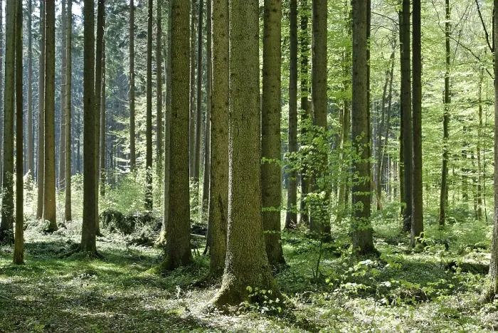 Framed Print : Forest deciduous forest in spring