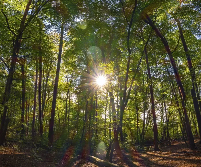 Framed Print : Forest with deciduous trees against the light